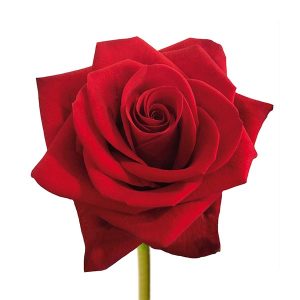 RED FLAME ROSE