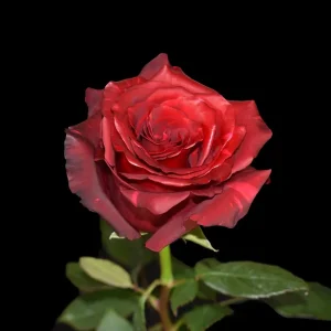 RED PANTHER ROSE