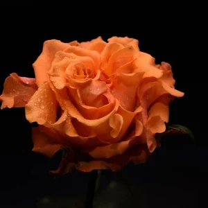 RITA HAYWORTH ROSE
