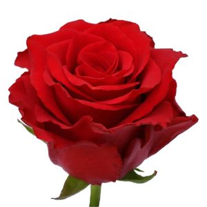 ROYAL EXPLORER ROSE