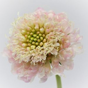 SCABIOSA LIGTH PINK