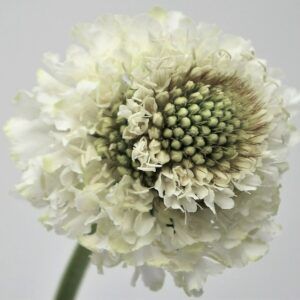 SCABIOSA WHITE