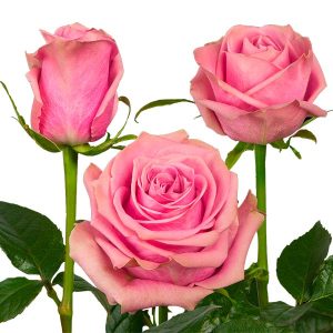 SCANDAL ROSE