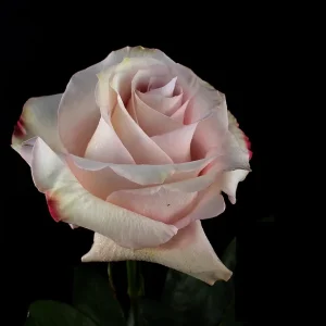 SECRET GARDEN ROSE