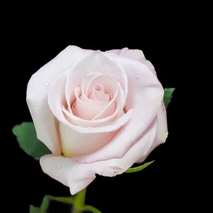 SECRET LOVE ROSE