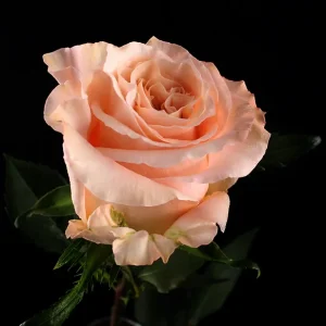 SHIMMER ROSE