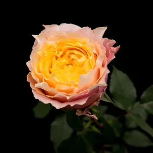 SHINE ON ROSE