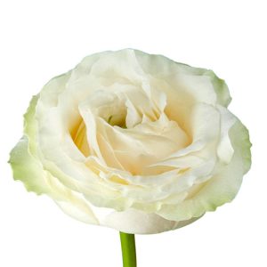 SIENTE ROSE