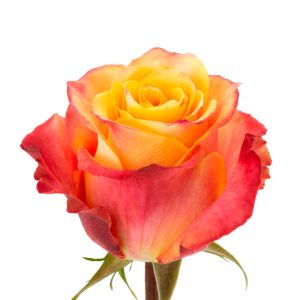SILANTOI ROSE