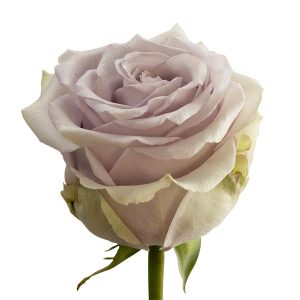 SILVERY LIGHT ROSE
