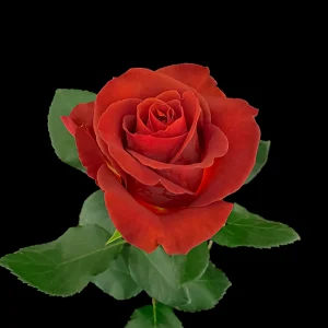 SPRESSO ROSE