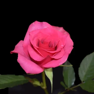 SPRING ROYAL ROSE