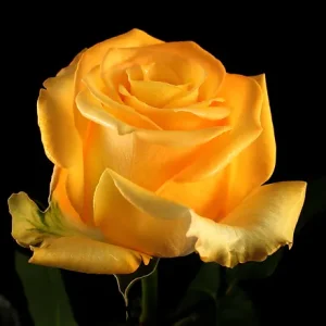 SUPER SUN ROSE