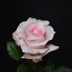 SWEET AKITO ROSE