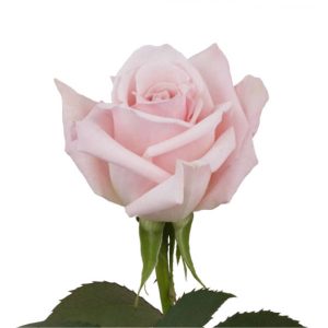SWEET EXCINO ROSE