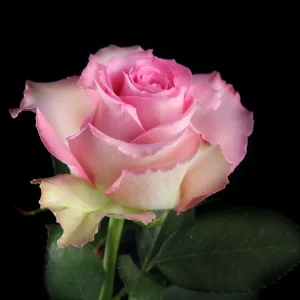 SWEET UNIQUE ROSE