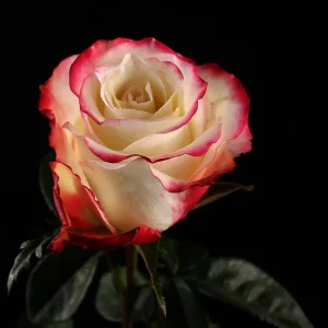 SWEETNESS ROSE