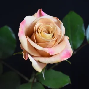 SYMBOL ROSE