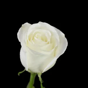TIBET ROSE