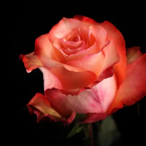 TWILIGHT ROSE
