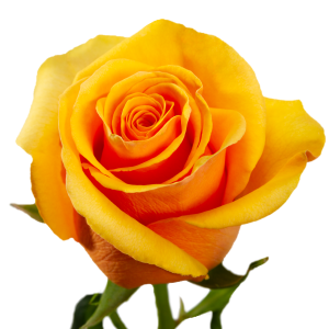 MUSTARD ROSES