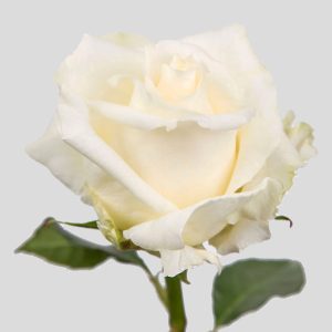 WHITE ROSES