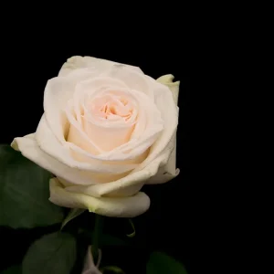WHITE OHARA ROSE