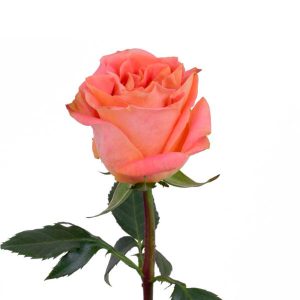 WILD SPIRIT ROSE